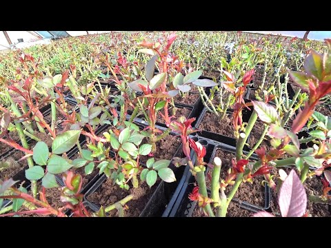 Видео: Фитактив Лайт на розах!