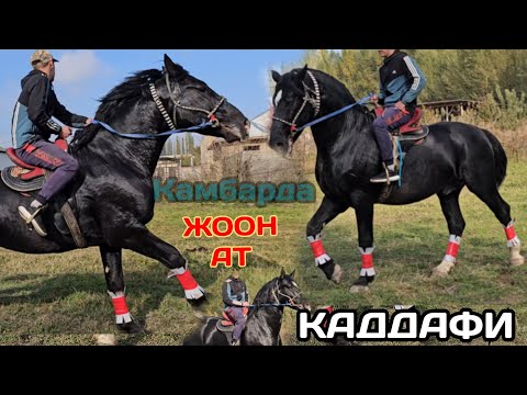 Видео: КАДДАФИ ЖООН АТ КАМБАРДАН🔥24 октября 2024 г.