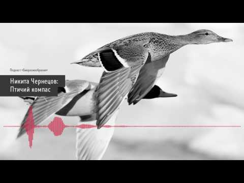 Видео: Никита Чернецов: Птичий компас