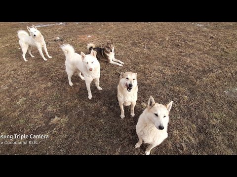 Видео: Кормлю голодных лаек/Ханта лопает бананы/