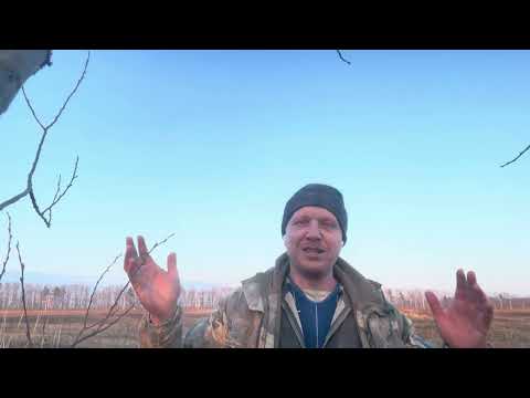 Видео: Премикс в кормах для сельскохозяйственных животных. Зачем нужен и где брать в Беларуси
