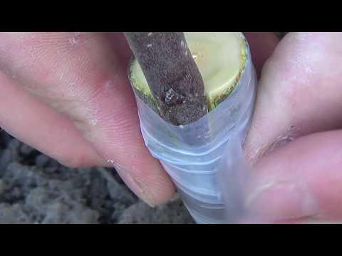 Видео: Щеплення яблуні легко і просто.Grafting Apple trees