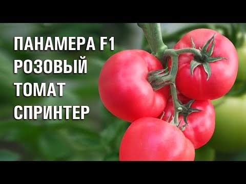 Видео: ПАНАМЕРА F1 - ОЧЕНЬ ПЕРСПЕКТИВНЫЙ РОЗОВЫЙ ТОМАТ ДЛЯ ПОЛУЧЕНИЯ РАННЕГО КОНЦЕНТРИРОВАННОГО УРОЖАЯ