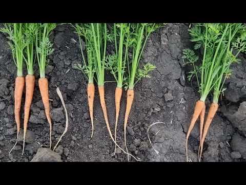 Видео: Сравнение моркови Абако, Абразо, Кюрасао, Кантон и Каспий за месяц до уборки.