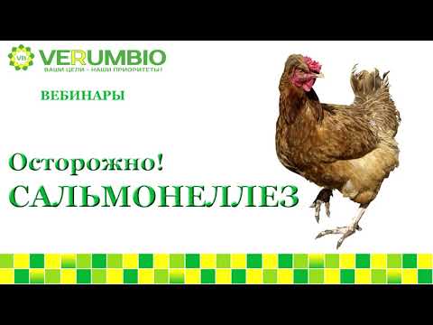 Видео: Осторожно, сальмонеллез!