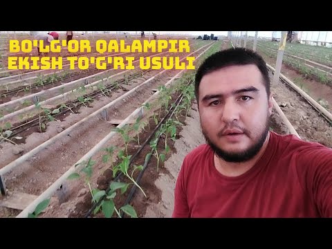 Видео: БОЛГОР КАЛАМПИРИ ЭКИШ СИРЛАРИ ТЕМУР F1