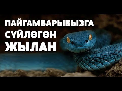 Видео: ПАЙГАМБАРЫБЫЗГА СҮЙЛӨГӨН ЖЫЛАН