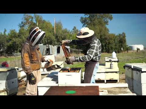 Видео: Пчёлы в Калифорнии — Осмотр ульев🐝(Bees in California—Hive Check & Winter Preparations October 2025)