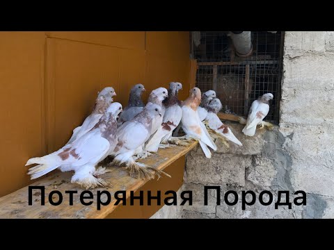 Видео: Просьба всем Объединится / Нужно что-то с этим Делать