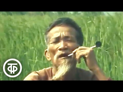 Видео: Вьетнам непобедимый. Документальный фильм (1972)