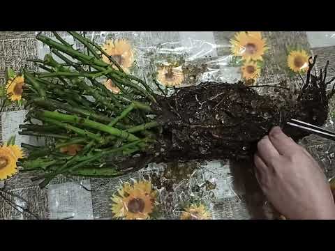 Видео: Посылка с розами! "Розы и сад" Усынина!