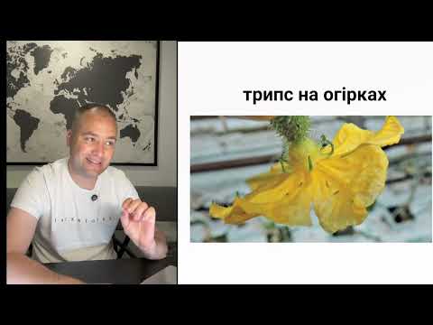 Видео: Трипс - система захисту на рослинах