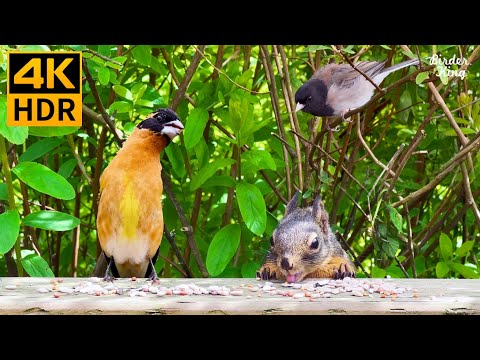 Видео: КОШКА ТВ 😺 Милые птицы и белки летом 🐦🐿 8 часов (4K HDR)