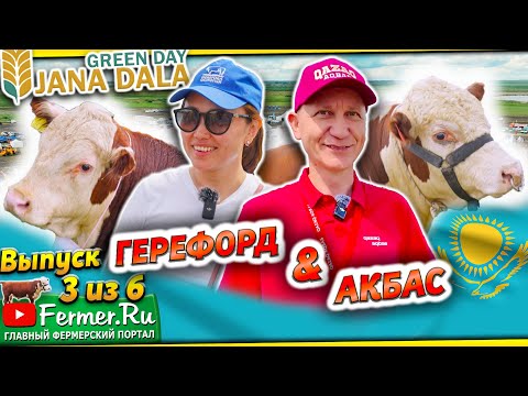 Видео: Герефорд и Казахская белоголовая. В чём отличие? Выставка «Jańa Dala / Green Day ‘2024», 3 часть.