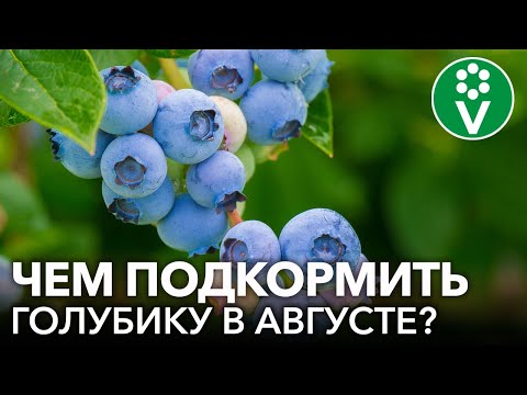 Видео: ЛУЧШИЕ МИНЕРАЛЬНЫЕ И ОРГАНИЧЕСКИЕ ПОДКОРМКИ ГОЛУБИКИ В КОНЦЕ ЛЕТА. Как правильно подкормить голубику