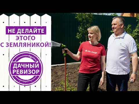 Видео: Дачный ревизор. ПРАВИЛА богатого урожая КЛУБНИКИ (Земляники садовой)