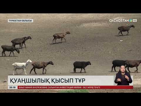 Видео: Түркістан облысын қуаңшылық қысып тұр