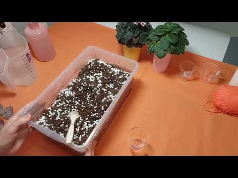 Видео: Фиалки. Омоложение фиалки путем переукоренения розетки.