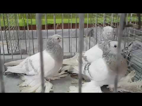 Видео: г. Werlte,  25.10.2025г. 6-й Форум голубеводов Германии, 2 часть