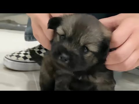 Видео: Женщина принимает заброшенного щенка с дороги, начинает счастливую жизнь вместе.