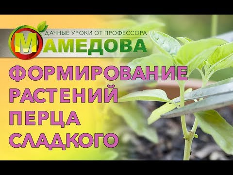 Видео: Формирование растений перца сладкого.