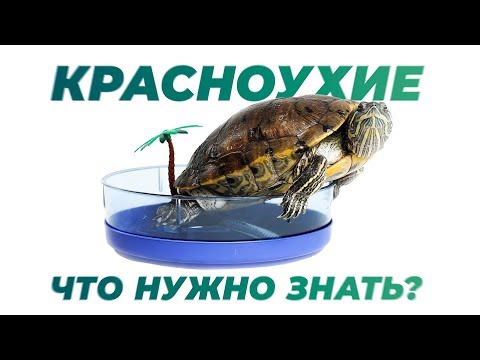 Видео: Красноухая черепаха.  Содержание дома.  Интересные факты.