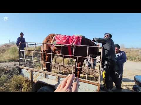 Видео: АТ БАЗАР ШЫМБАЙ 9 НОЯБР 2025 ЖЫЛ