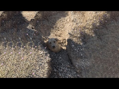 Видео: Собака-мать и ее щенки отчаянно взывают о помощи после землетрясения и оползня.