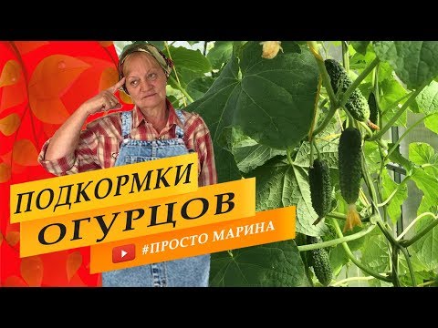 Видео: Огурцы. Чем подкармливать, когда и как в течение сезона.