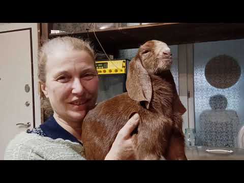 Видео: ТЕПЕРЬ КОЛБАСУ БУДЕМ ФУРАМИ КОПТИТЬ С ДЫМ ДЫМЫЧ