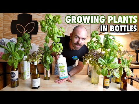 Видео: Как выращивать гидропонный салат в бутылках