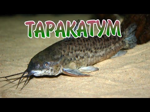 Видео: ТАРАКАТУМ. СОДЕРЖАНИЕ И РАЗВЕДЕНИЕ.
