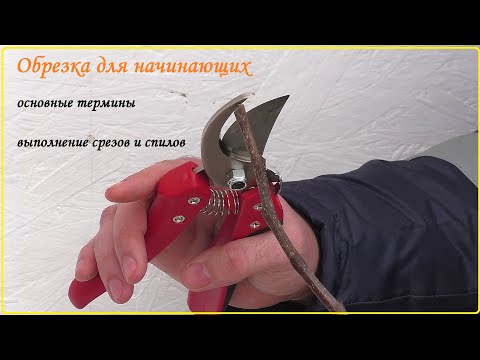 Видео: Обрезка для начинающих: термины и техника выполнения