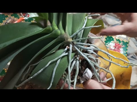 Видео: Омолаживаю, пересаживаю в банку без грунта орхидею🌺🌺🌺
