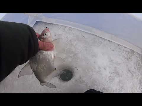 Видео: Безмотыльный тандем: черт и мухомормыш  Монтаж снасти для глухозимья