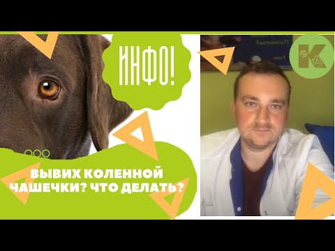 Видео: Вывих коленной чашки у животного. Что делать с вывихом у кошек и собак?