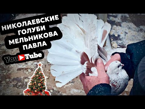 Видео: Николаевские голуби Мельникова Павла г.Самара 2023. тел +7 (927) 690-20-12