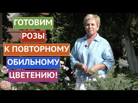 Видео: ГОТОВИМ РОЗЫ КО ВТОРОЙ ВОЛНЕ ЦВЕТЕНИЯ!