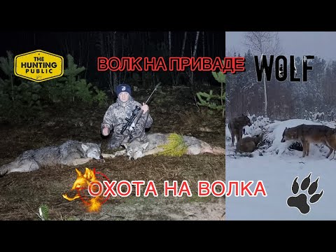 Видео: Охота на волка! 🐺 Волк на приваде! Wolf hunting!