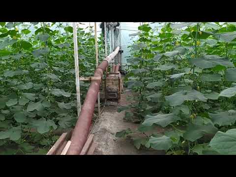 Видео: Как увеличить сборы огурцов в несколько раз!