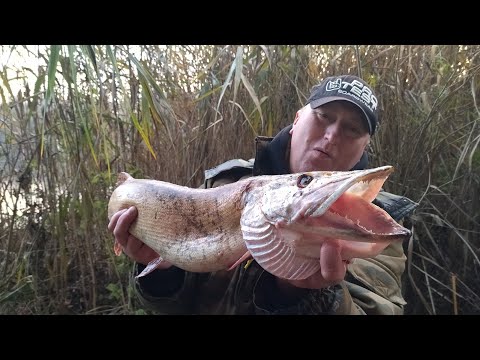 Видео: Щука Чуть не Откусила Палец! Рыбалка на кружки в ноябре 2022!