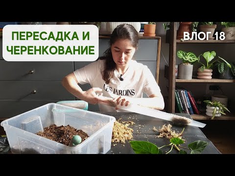 Видео: Черенкование СИНГОНИУМА империал вайт / Пересадка на ОПОРУ филодендрона ВЕРРУКОЗУМА