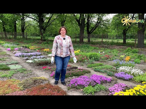 Видео: Флокс шиловидний 🌺 Секрети квітуючого килимка
