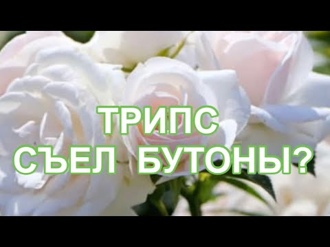 Видео: РОЗЫ.   ТРИПС СЪЕЛ БУТОНЫ? КАТАСТРОФА,  ОБИЛЬНОГО ЦВЕТЕНИЯ НЕТ!