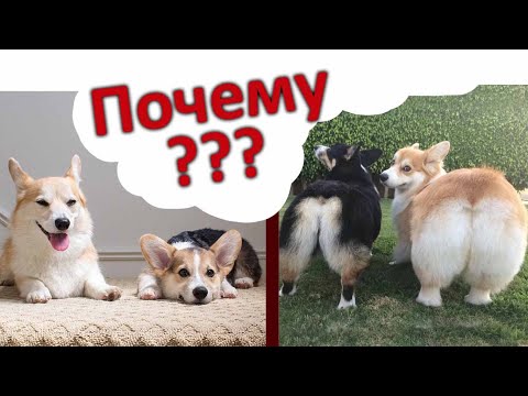 Видео: Почему собака дома выполняет команды, а на улице нет? Отвечаем на вопрос.