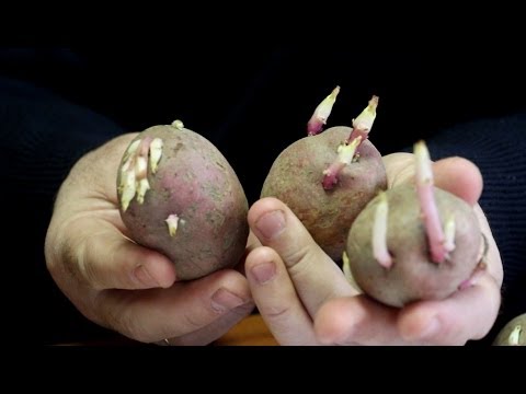 Видео: Семенной картофель. Приобретаем и готовим к посадке