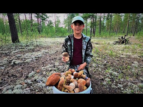 Видео: ВОТ И ПЕРВЫЕ НАШИ БЕЛЫЕ ГРИБОЧКИ, ДА ЕЩЁ И ПОДОСИНОВИКИ С МОХОВИКАМИ! ГРИБАЛКА 2025 ОТКРЫТА НА ПЯТЬ!