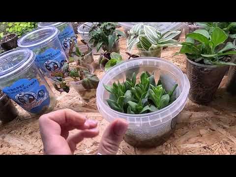 Видео: ЭУСТОМА.РЕЗУЛЬТАТ ОСЕННЕГО ЧЕРЕНКОВАНИЯ ЭУСТОМЫ.