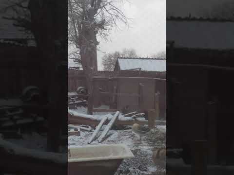 Видео: Чем кормить и когда забивать гусей