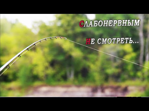 Видео: СЛАБОНЕРВНЫМ НЕ СМОТРЕТЬ...РЫБАЛКА НА ФИДЕР и ДОНКИ! Поклёвки ЛЕЩА КРУПНЫМ планом! рыбалка 2024